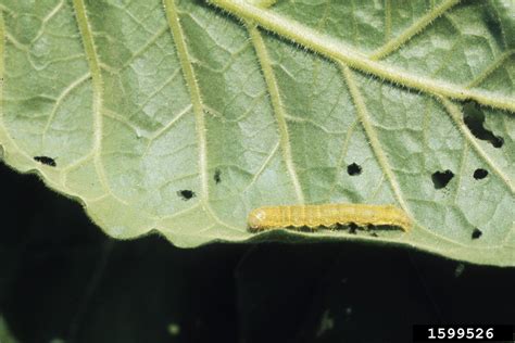 Tobacco Budworm Chloridea Virescens