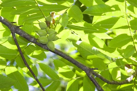 Walnut stock image. Image of seasonal, growth, nutshell - 15624649