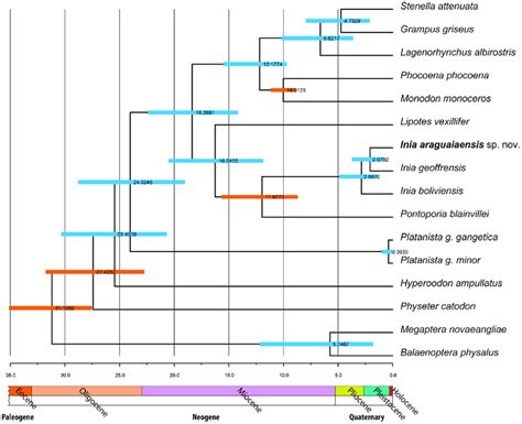 Bayesian Phylogenetic Analysis And Divergence Time Estimation In Beast