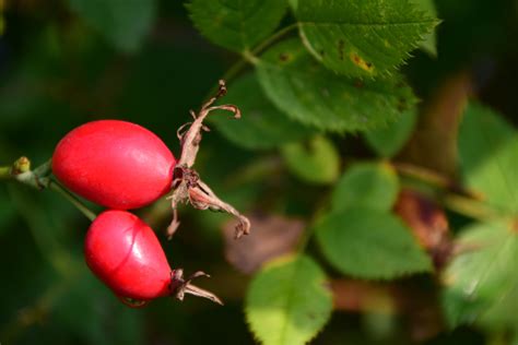 Free Images Tree Nature Forest Branch Blossom Fruit Berry Leaf