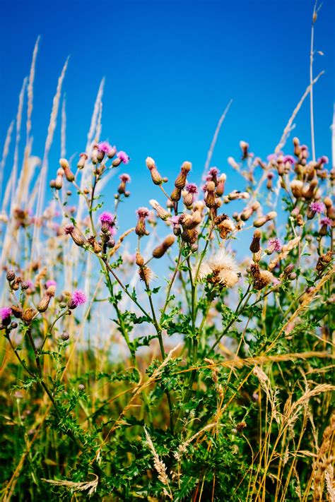 Free Images Nature Outdoor Branch Blossom Sun Meadow Prairie