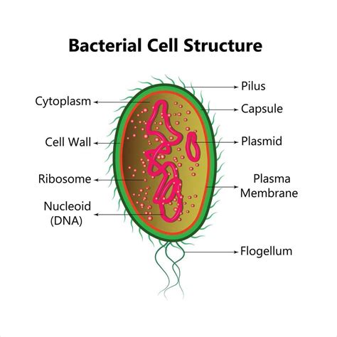 Bacillus Diagram