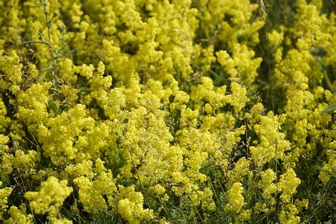 Flowers Galium Verum Bedstraw - Free photo on Pixabay - Pixabay