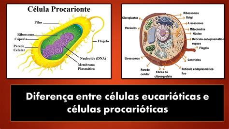 Quais As Diferen As Entre C Lulas Procariotas E Eucariotas Brasileduca