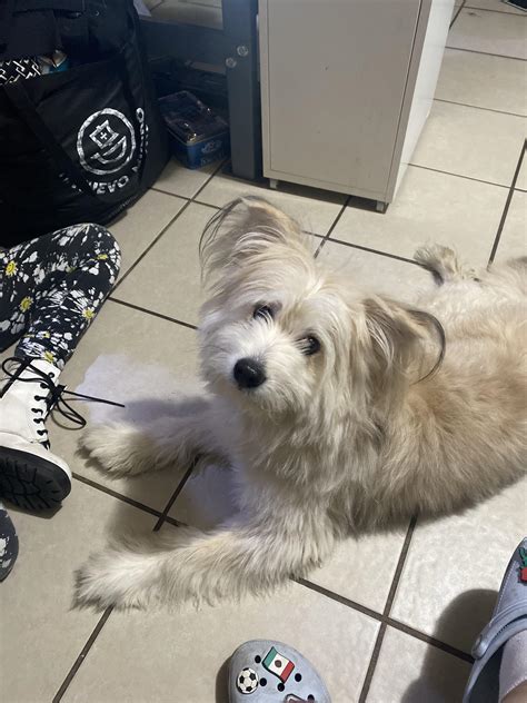 Any ideas what breed he is? : r/dogbreed