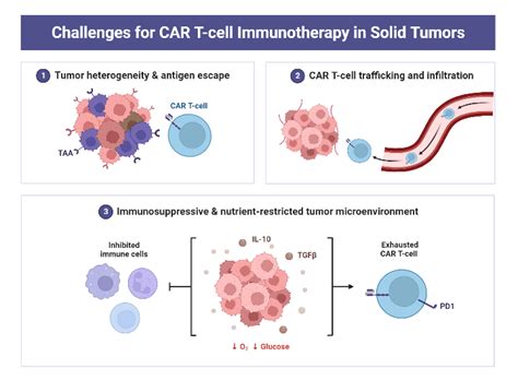 Challenges For Car T Cell Immunotherapy In Solid Tumors Biorender