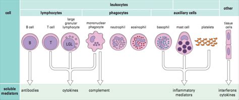 Overview of principal cells of the immune system and their mediators ...