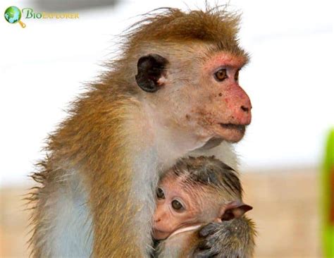 Toque Macaque Characteristics Macaca Sinica Diet And Facts Bioexplorer