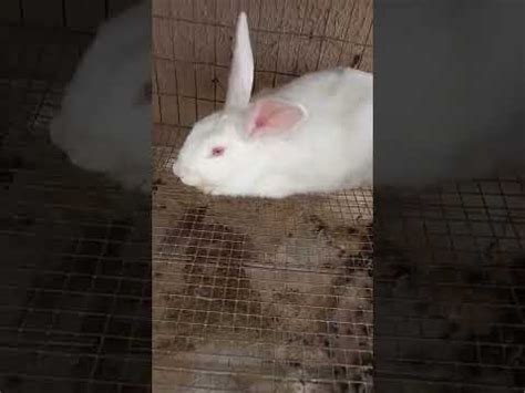 How To Start Rabbit Farming Business In Nigeria YouTube