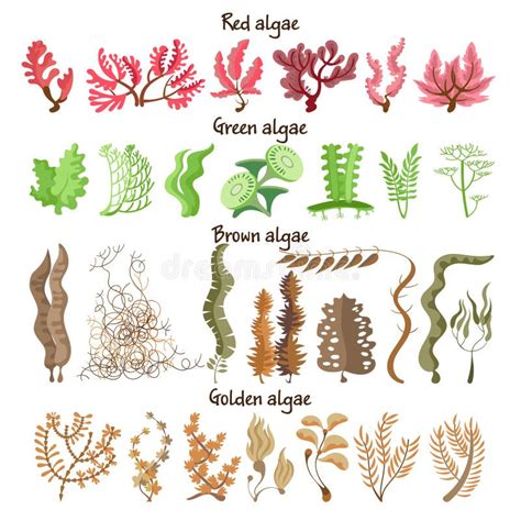 Underwater Plants With Names