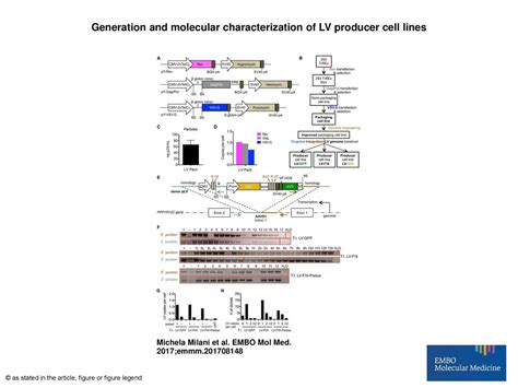 Generation And Molecular Characterization Of Lv Producer Cell Lines