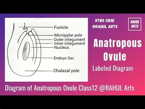 How To Draw Anatropous Ovule Diagram Of Ovule Well Labelled Class