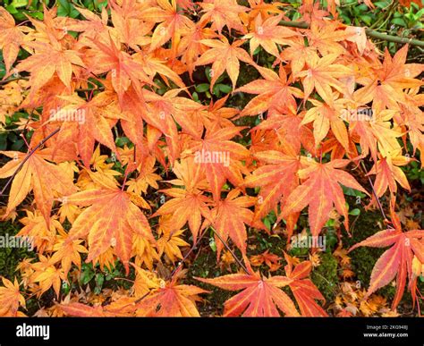 Autumn Leaves On A Japanese Maple Shrub Stock Photo Alamy