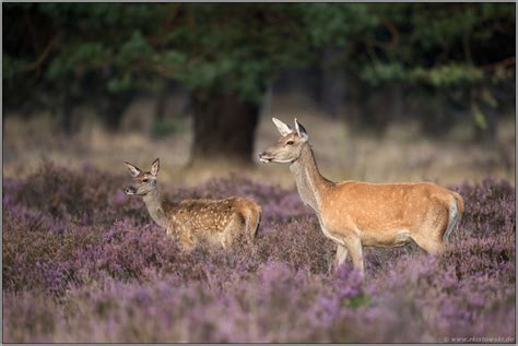 Rottier Mit Kalb Rotwild Cervus Elaphus