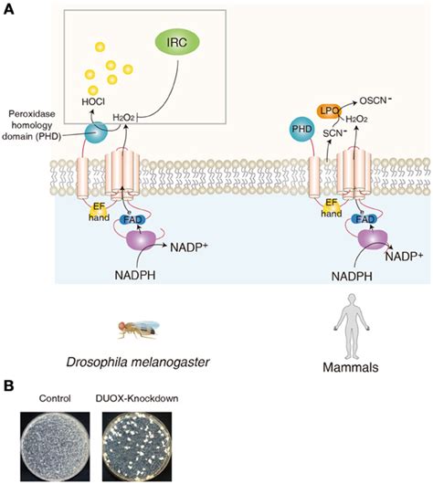 Frontiers Role Of Duox In Gut Inflammation Lessons From Drosophila