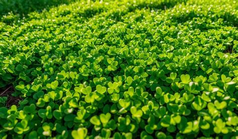 Micro Clover Lawn: Eco-Friendly Grass Alternative