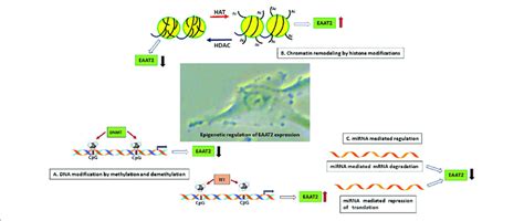 Schematic Representation Of The Epigenetic Mechanisms That Are