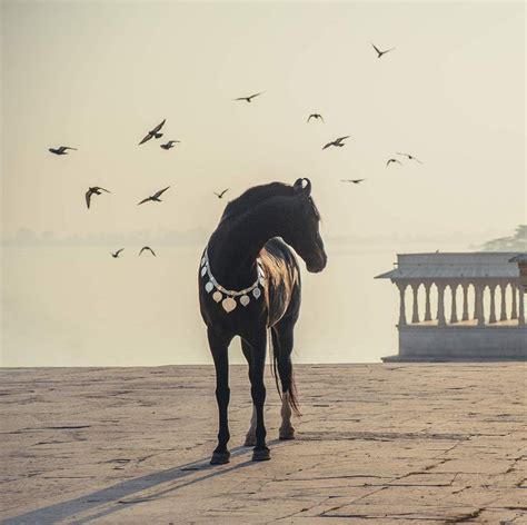 Beautiful Horse Photography By Ekaterina Druz
