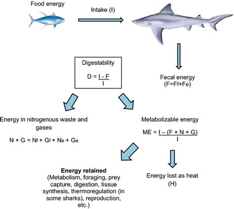 Shark Digestive System