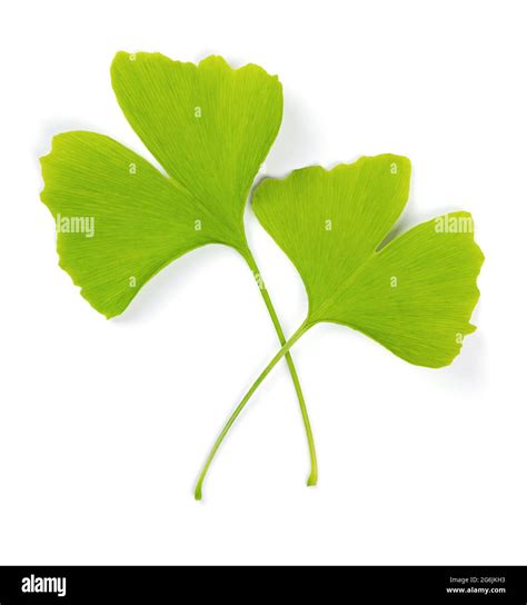 Dos Hojas Verdes De Ginkgo Una Sobre La Otra Sobre Fondo Blanco