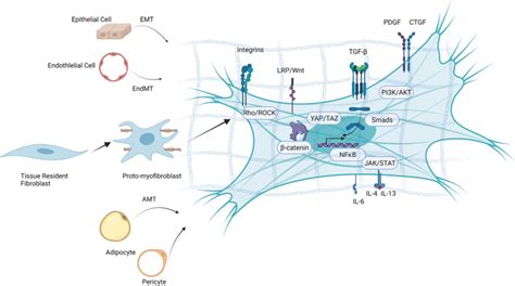 Myofibroblast Origins And Pathway Activation During Fibrosis The Download Scientific Diagram