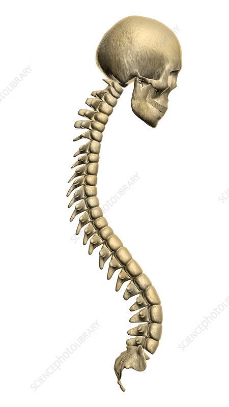 Spine And Skull Illustration Stock Image C Science Photo