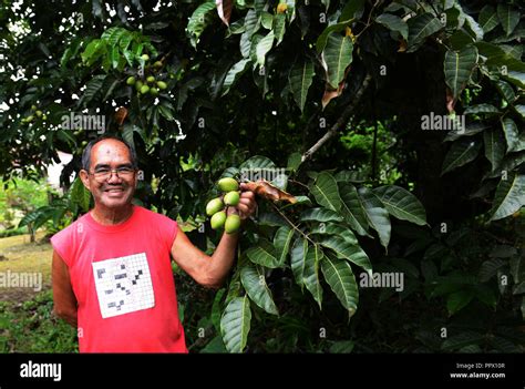 Pili fruits on a pili tree Stock Photo - Alamy