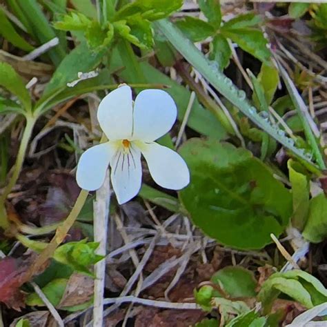 Primrose Leaved Violet Viola Primulifolia Bloom Western Carolina