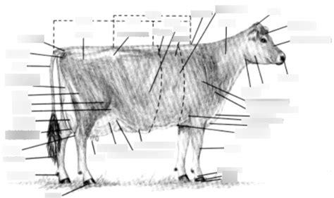 ANSC 1000 Lab 2: Dairy Cattle Anatomy Diagram | Quizlet