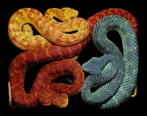 Slithery Snake Art TwistedSifter