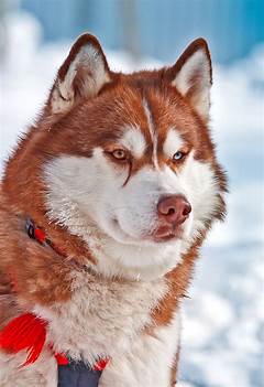 They Said It Couldnt Be Done Red Husky Proves Them Wrong