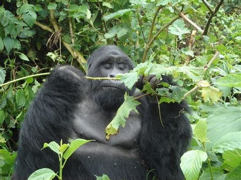 Days Rwanda Safari Tour Primate Tracking Tour Gorilla Trekking