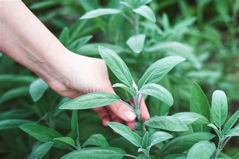 Harvesting Storing And Drying Sage Plantura