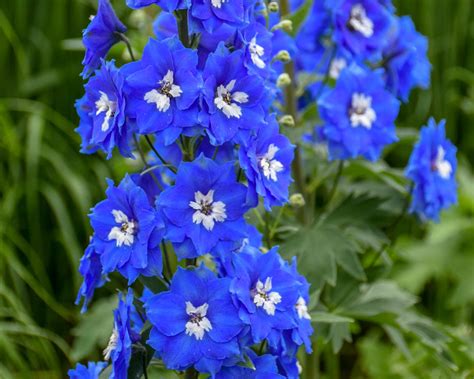 Delphinium: How to Plant, Grow and Care for Delphinium Flower | HGTV