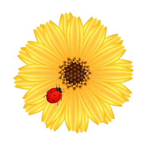 Una Flor Del Calendula Con La Mariquita En Un Fondo Blanco Ilustraci N