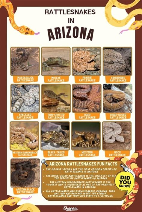 The 13 Types Of Rattlesnakes In Arizona Facts And Pictures Outforia