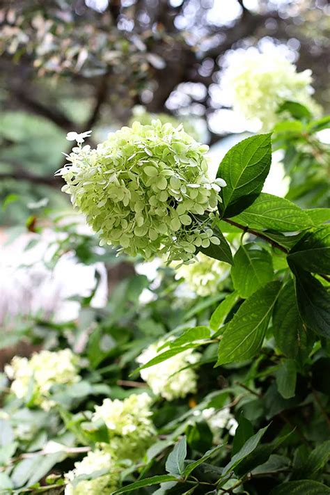 How To Grow Limelight Hydrangea House Of Hawthornes