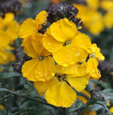 Erysimum 'Walberton's Fragrant Sunshine' (Wallflower)