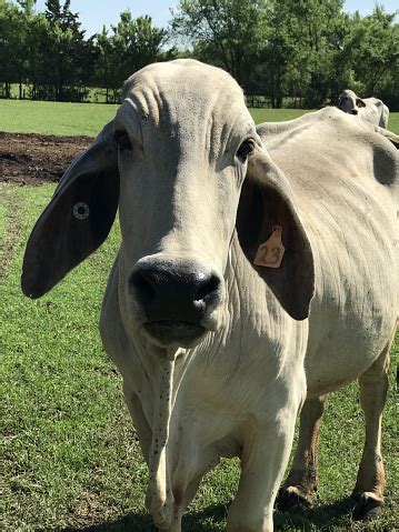 Brahma Cow Close Up Stock Photo - Download Image Now - Agriculture ...