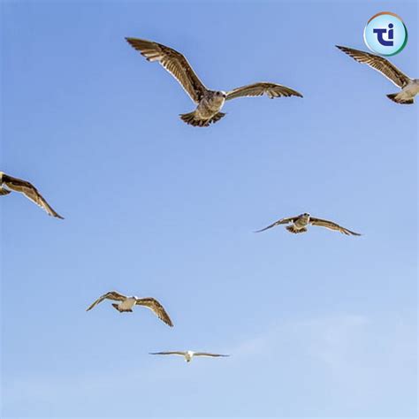 Advantages Of Migration In Birds. Bird migration is a natural wonder ...