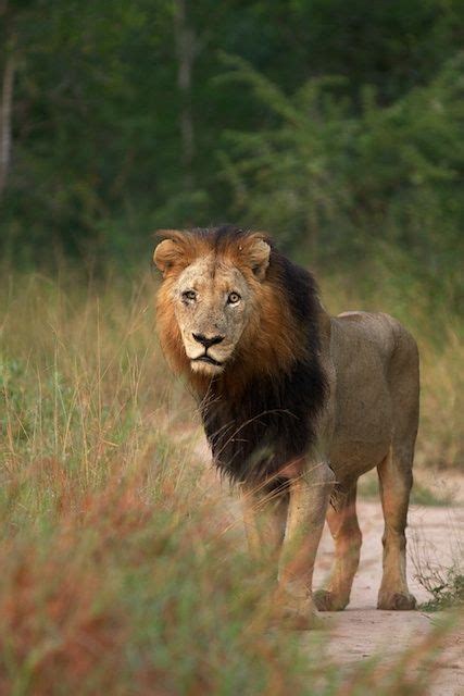 Makulu Mapogo African Lion South African Animals Lion Safari