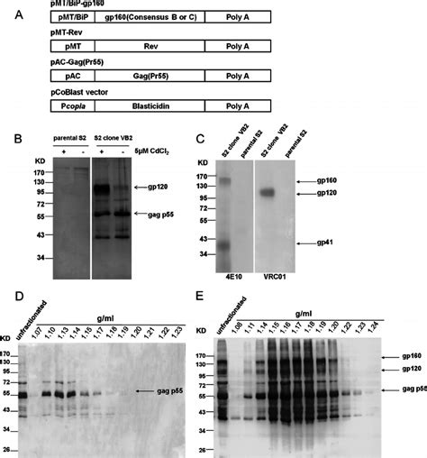 Expression Cleavage And Incorporation Of Hiv Envelope And Gag