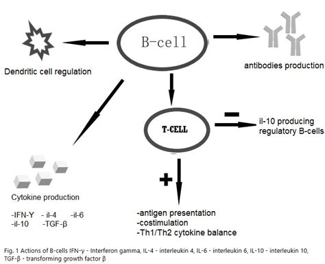 Actions Of B Cells Ifn γ Interferon Gamma Il 4 Interleukin 4 Il 6