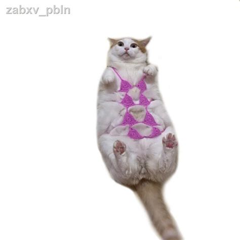 Hot Sexy KITTENS Bikini Pics