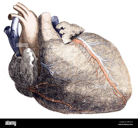 Anatomical Heart Drawing Hi Res Stock Photography And Images Alamy