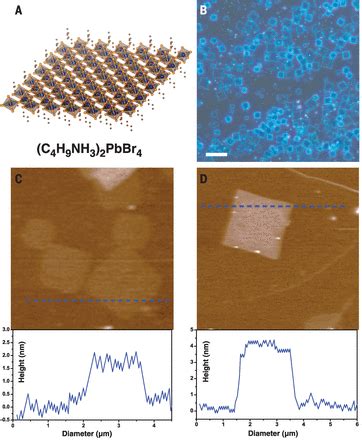 Atomically Thin Two Dimensional Organic Inorganic Hybrid Perovskites