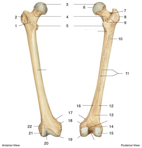 Femur Bony Landmarks And Muscle Origins Insertions Diagram Quizlet