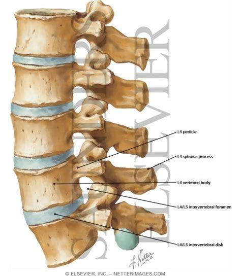 Netters Concise Radiologic Anatomy