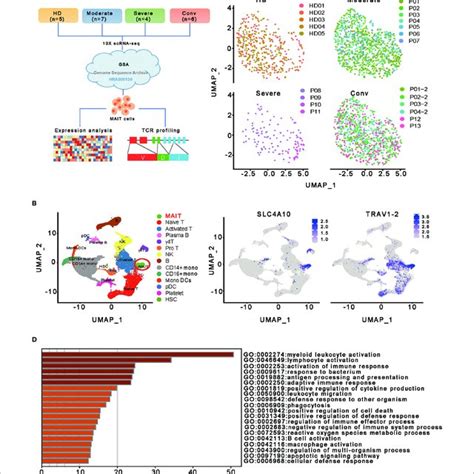 Single Cell Gene Expression Profiling Of Mait Cells Derived From Download Scientific Diagram