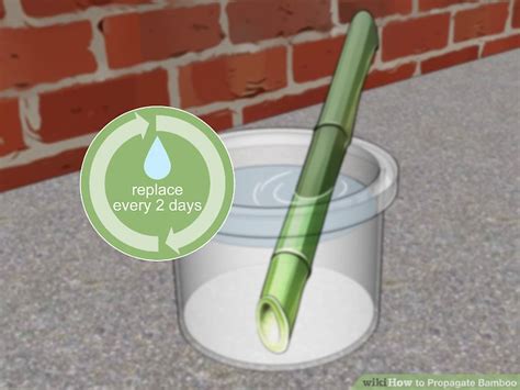 3 Ways To Propagate Bamboo WikiHow